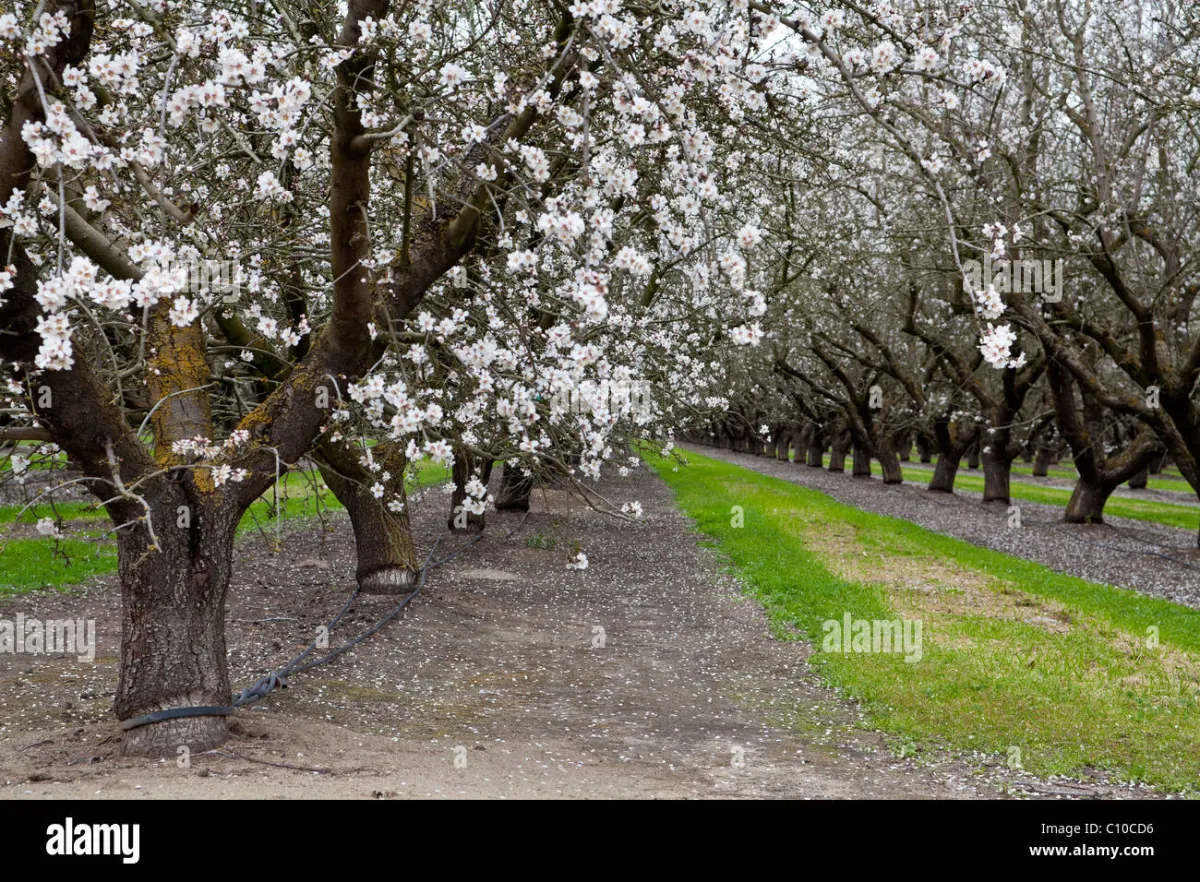 California's Central Valley