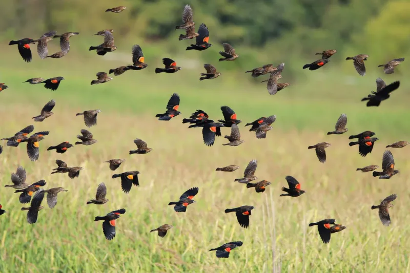 When an Entire California Town Officially Went to War Against Birds (And the Birds Won)