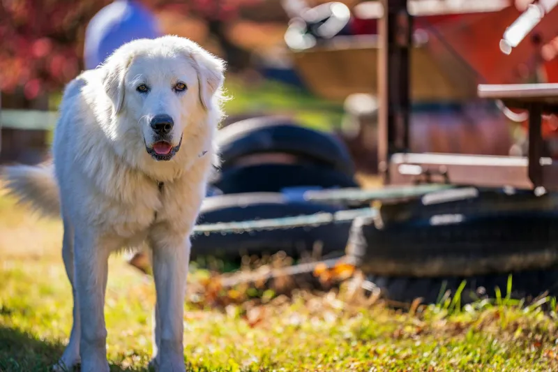Democracy Gone to the Dogs: How a Great Pyrenees Became America's Longest-Serving Canine Mayor