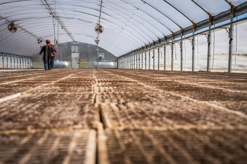 How One Flower Farmer's Lazy Experiment Accidentally Created America's Mushroom Empire