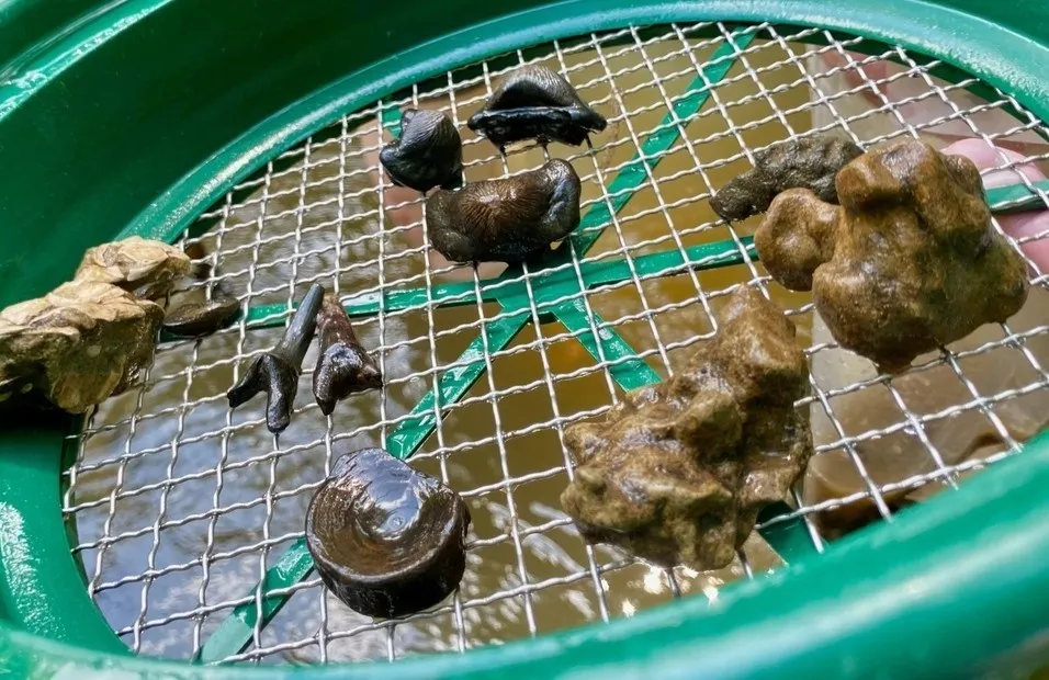 Alabama Museum of Natural History