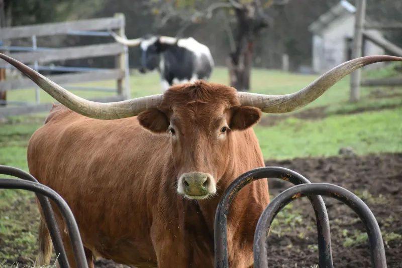 One Cow, Two Countries: How a Stubborn Texas Rancher Accidentally Created Modern Border Law